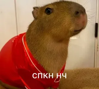 😴 5c8987f6 СПКН НЧ Capybara, Tier, Nagetier, süß, Kleidung telegram sticker