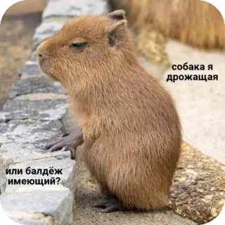 🧐 87e0c609 собака я дрожащая или балдеж имеющий? Capybara, Tier, Nagetier, lustig, Meme telegram sticker