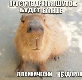 🌟 ae6ad436 ПРОСТИТЕ, ДРУЗЬЯ, ШУТОК БУДЕТ БОЛЬШЕ
Я ПСИХИЧЕСКИ НЕЗДОРОВ Capybara, Tier, Witz, Psychische Gesundheit, Lustig telegram sticker