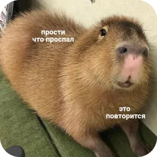 😇 d711ba9e прости что проспал
это повторится Capybara, Entschuldigung, Schlafend, Tier telegram sticker