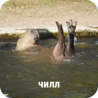 😋 e8b9a1af ЧИЛЛ Capybara, entspannt, Wasser, Tier, Schwimmen, Relaxen telegram sticker