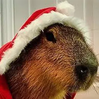 🎅 2968856b chuột lang nước, giáng sinh, mũ ông già Noel, động vật, gặm nhấm, lễ hội, kỳ nghỉ telegram sticker