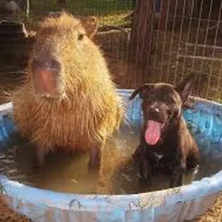 🛁 6fbe96c6 Capybara, Chó, Động vật, Hồ bơi, Dễ thương, Nước, Thú cưng telegram sticker