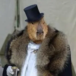 🤑 7bc75364 chuột lang nước, mũ chóp, áo khoác lông, động vật, gặm nhấm, sang trọng, trang trọng, quý ông telegram sticker