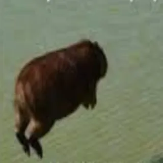 🤯 e01fca60 chuột lang nước, động vật, gặm nhấm, nhảy, động vật hoang dã, thiên nhiên telegram sticker