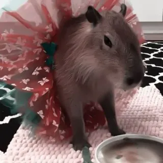 🪵 0c77c069 capybara, animal, tutu, cute, rodent telegram sticker