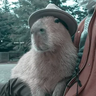 🪵 1329a4a3 capybara, rodent, hat, animal, cute, pet telegram sticker