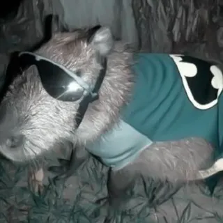 🪵 2399e5c7 capybara, sunglasses, animal, rodent, cute telegram sticker