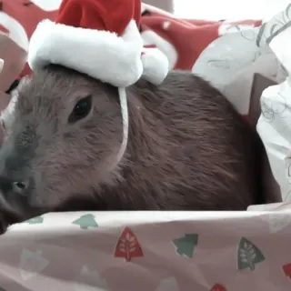 🪵 3235dbc9 capybara, christmas, santa hat, animal, cute telegram sticker