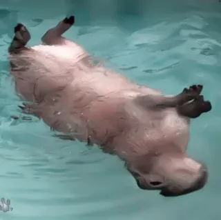 🪵 33afc7a8 capybara, swimming, animal, water, cute, rodent telegram sticker