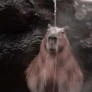 🪵 73e5d865 capybara, animal, water, relaxing, mammal, bath telegram sticker