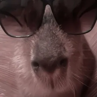 🪵 8ab9cab9 capybara, sunglasses, animal, rodent, cool, pet telegram sticker