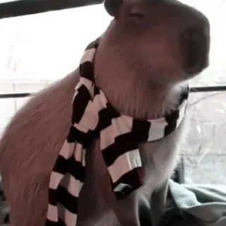 🪵 a15d88ec capybara, animal, scarf, cute, rodent telegram sticker