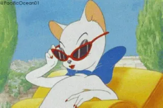 😎 8dbc7b7a kat, cartoon, zonnebril, mode, dier, chihuahua, chic telegram sticker