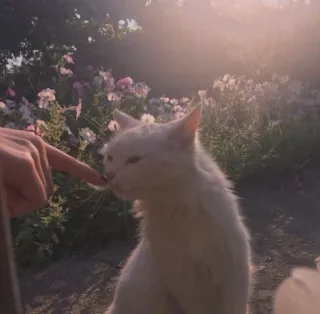 cat! telegram stickers