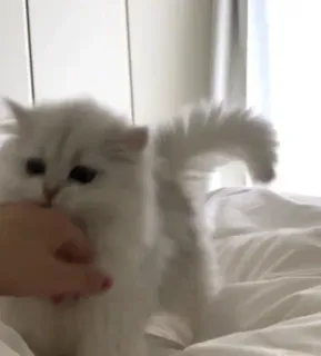 😼 6d78f22c 猫, ペット, 動物, 白, ふわふわ, 子猫, 可愛い telegram sticker