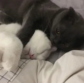 🙈 8f1311f2 猫, ペット, 動物, 睡眠, 可愛い telegram sticker