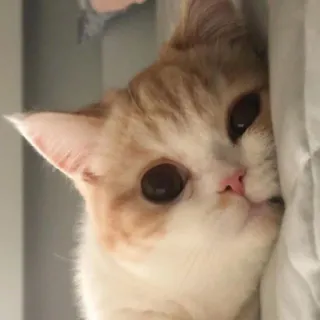 👀 9d7657a2 猫, 動物, ペット, 可愛い, ネコ科 telegram sticker