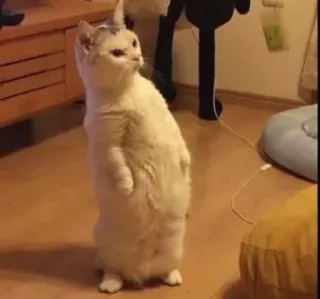 cat! telegram stickers