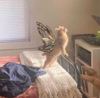 ✨ bbfaf33e 猫, 子猫, 翼, 妖精, 動物, ペット telegram sticker