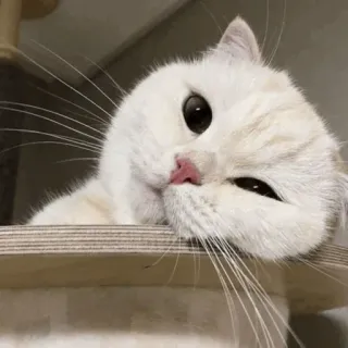 🐈 c7f6f404 แมว, น่ารัก, สัตว์, สัตว์เลี้ยง, แมวขาว, สัตว์เลี้ยง telegram sticker