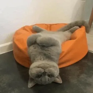 Cat , By : @ZzZzBB telegram stickers