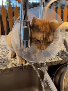 maomao telegram stickers