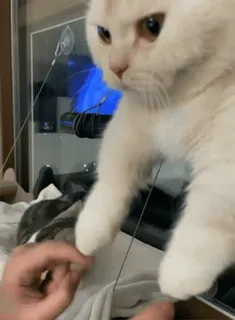 🐱 09088a5b gatto, animale, animale domestico, animale domestico, giocoso, carino telegram sticker