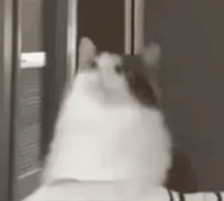 🐈 4d80d410 gatto, animale, gatto domestico, meme, divertente telegram sticker