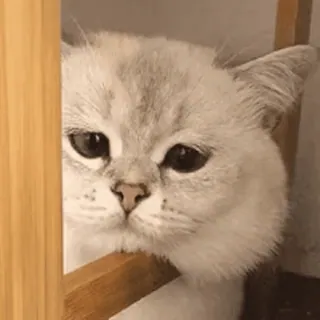 🤔 515d3d08 gatto, animale, carino, domestico, animale domestico, felino telegram sticker