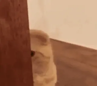 🐱 56f88fdd cane, sbirciare, carino, animale domestico, animale, nascosto telegram sticker