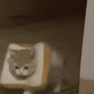 🌚 6305b608 gatto, pane, animale, animale domestico, carino, divertente, meme telegram sticker