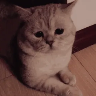 🙂 7c22f156 gatto, carino, animale, triste telegram sticker