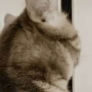 maomao telegram stickers