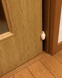 😀 bb86e632 gatto, zampa, porta, animale, gatto domestico, animale domestico, animale domestico telegram sticker