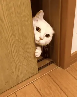 🐱 ce860943 gatto, gatto bianco, che sbircia, porta, carino, animale telegram sticker