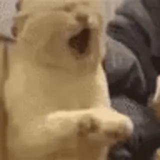 🐱 def141f9 gatto, animale, divertente, sbadiglio, carino telegram sticker