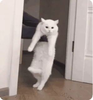 🐱 f7b9c50a gatto, animale, carino, bianco telegram sticker