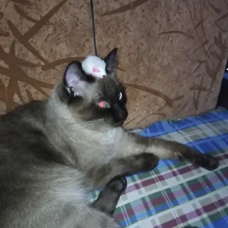 🤠 0c558449 kat, muis, huisdier, dier, siamees, schattig telegram sticker