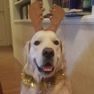 🥳 20653b85 hond, golden retriever, rendier, kerst, huisdier, dier, feestdag, feestelijk telegram sticker