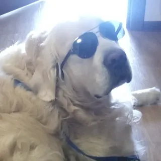 😎 235bc129 hond, zonnebril, golden retriever, huisdier, dier, cool, stijlvol telegram sticker