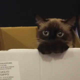 🙈 2e99929a TRAVERGINE
OLIVA
Olio di oliva originale
Unione europea
LUGLIO
GIPPO
LT. 12 X 0.500ml
PD 20/04/2020 kat, doos, olijfolie, dier, huisdier telegram sticker