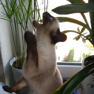 🤯 31d78ca5 kat, huisdier, dier, siamees, plant, huisdier telegram sticker