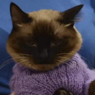😡 370dc552 kat, siamese kat, dier, trui, huisdier, huisdier, paarse trui, schattig telegram sticker