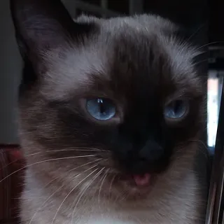 😛 4b3a006b kat, dier, huisdier, siamees, schattig, blauwe ogen, tong telegram sticker