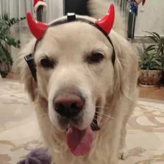 😈 5e966570 hond, duivel, kostuum, golden retriever, huisdier, dier telegram sticker