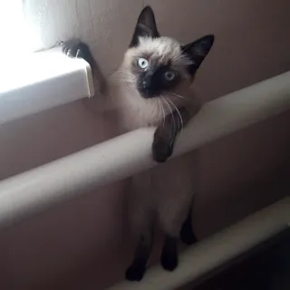 😳 62b9994c kat, siamees, dier, huisdier, kitten, schattig, huisdier telegram sticker