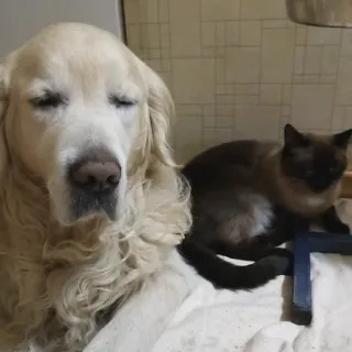 👫 6ac7b08c hond, kat, dieren, golden retriever, siamese kat, huisdier, vriendschap telegram sticker