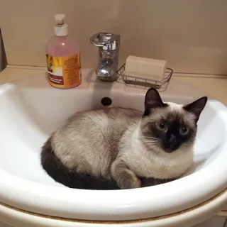 🐱 714a1b81 kat, gootsteen, siamees, huisdier, dier, badkamer telegram sticker