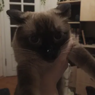 🥛 7e57c652 kat, siamees, huisdier, dier, schattig, tam telegram sticker